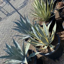 Agave