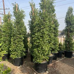 Full Ficus Trees