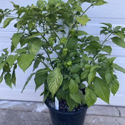 Ghost Pepper Fruiting Plant, In 5 Gallóns Pot Pick Up Only