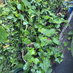 Ivy Plants In A Pot Inside Or Outside Decorative