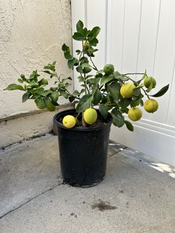 Lemon Tree