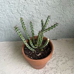Euphorbia   Aeruginosa  Plant 