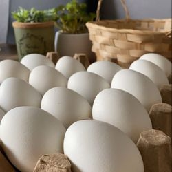 EGGS 