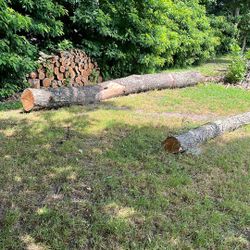 Downed Cherry Tree. One Trunk Aprox 20”dia and other  12” Dia. .