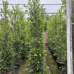 Ficus Nitida Indian Laurel Hedge