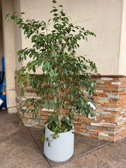 Ficus Tree (Large)
