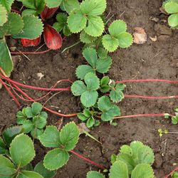 Strawberry Runners/ Starter Plants