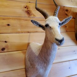 African Blesbok Heads