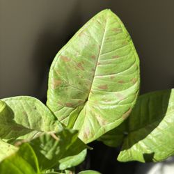 Syngonium Milk Confetti With Cute Pink Splash 