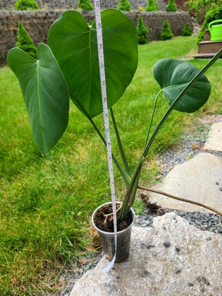 Monstera Deliciosa Plant