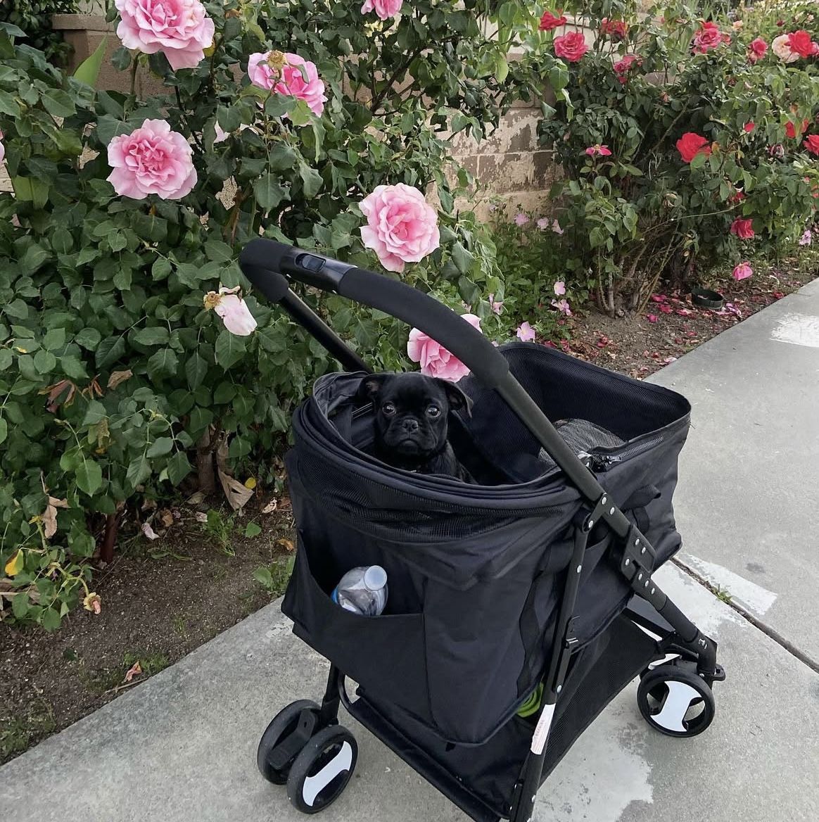 Dog Stroller