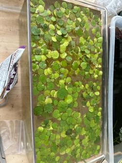 Tiger Frogbits, 12x6”