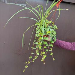 6” peperomia hope with spider plant