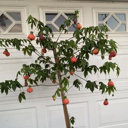Chinese Lantern Blooming Plant , In 5 Gallóns Pot Pick Up Only