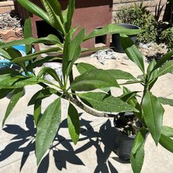 Plumeria 
