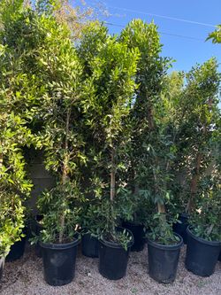 Ficus tree columnas