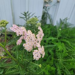 Pink Yarrow Plant