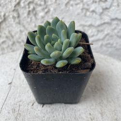 2 Inch Pot Succulent Plant - Hybrid Sedeveria - Blue Elf - Rooted & Established - Drought Resistant 🪴 Perfect Baby Bridal Shower Favors 