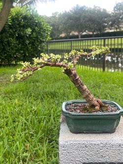 Bonsai