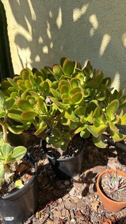 Large Jade Plant