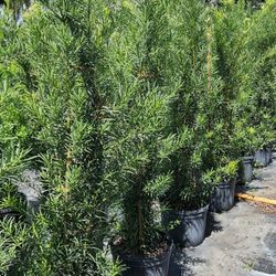 Podocarpus About 5-6 Feet Tall For Just $26 Instant Privacy Plants Green Fencing Privacy Hedges 