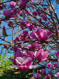 Pink   Magnolia   Tree