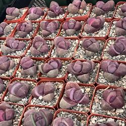 Living Rock Plants In 3” Pots $8 Each 