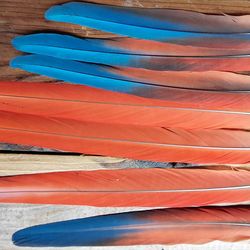 Decorative macaw feathers