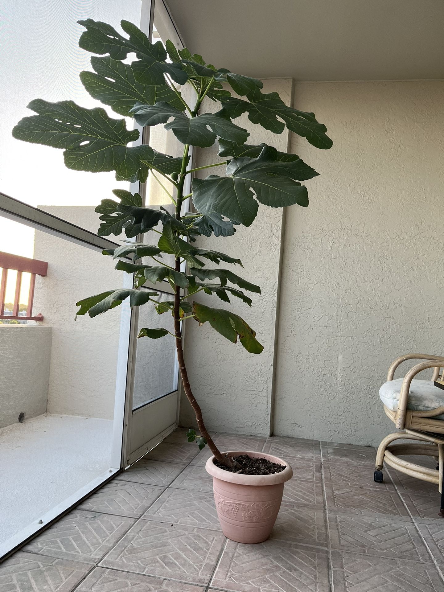 Fig Tree, 5 Ft High!