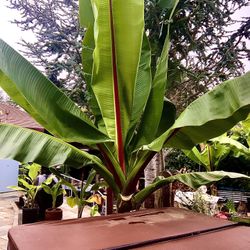 Banana Plants /seeds