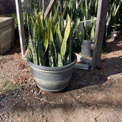 Snake Plant