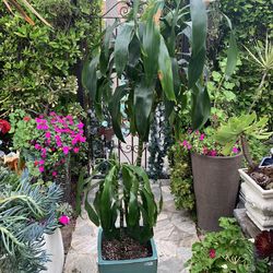 Dracaena Fragrans ( Corn Plant ) $140.each