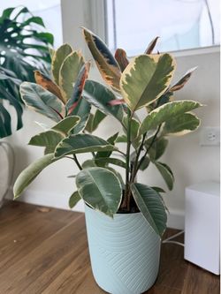 Rubber Plant (Ficus elastica ‘Tineke’)