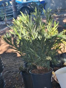 White oleander plants