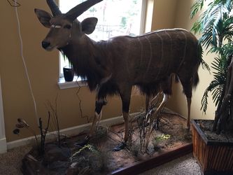 Taxidermy