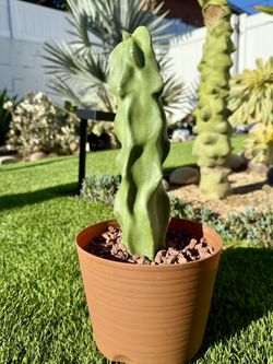 Pachycereus schottii monstrosus (Totem pole) Spineless