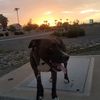 jesse