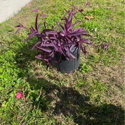 Purple Heart Plant