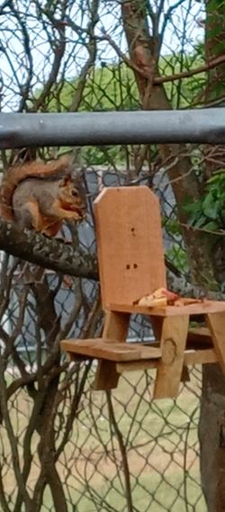 Squirrel Feeder