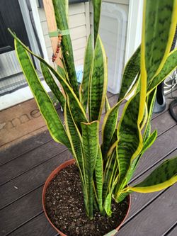 Snake plant