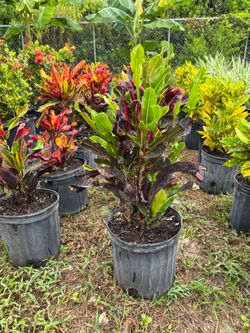 Mammy croton 3 gal