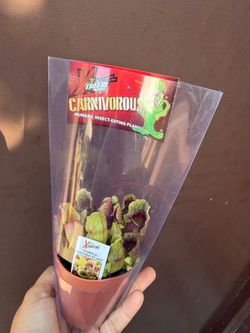 2” pitcher plant