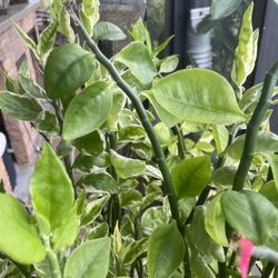 Beautiful plant that grows in water or dirt