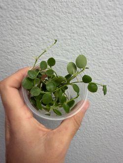 Dischidia nummularia x unknown