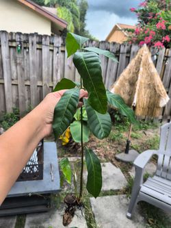 Mango tree