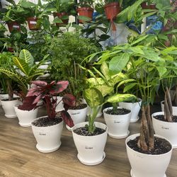 House Plants , Potted Plants , Tropical Plans , Succulents 