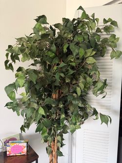 Large Artificial Ficus Tree