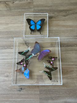 Framed Set Real Butterfly Art Acrylic -Blue Morpho- 10" & 6" Square
