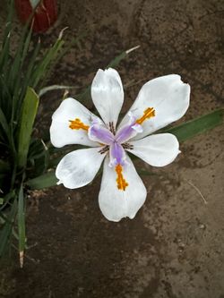 Planta african iris grande
