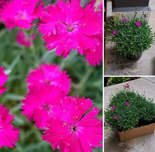 Dianthus Perennial Plants